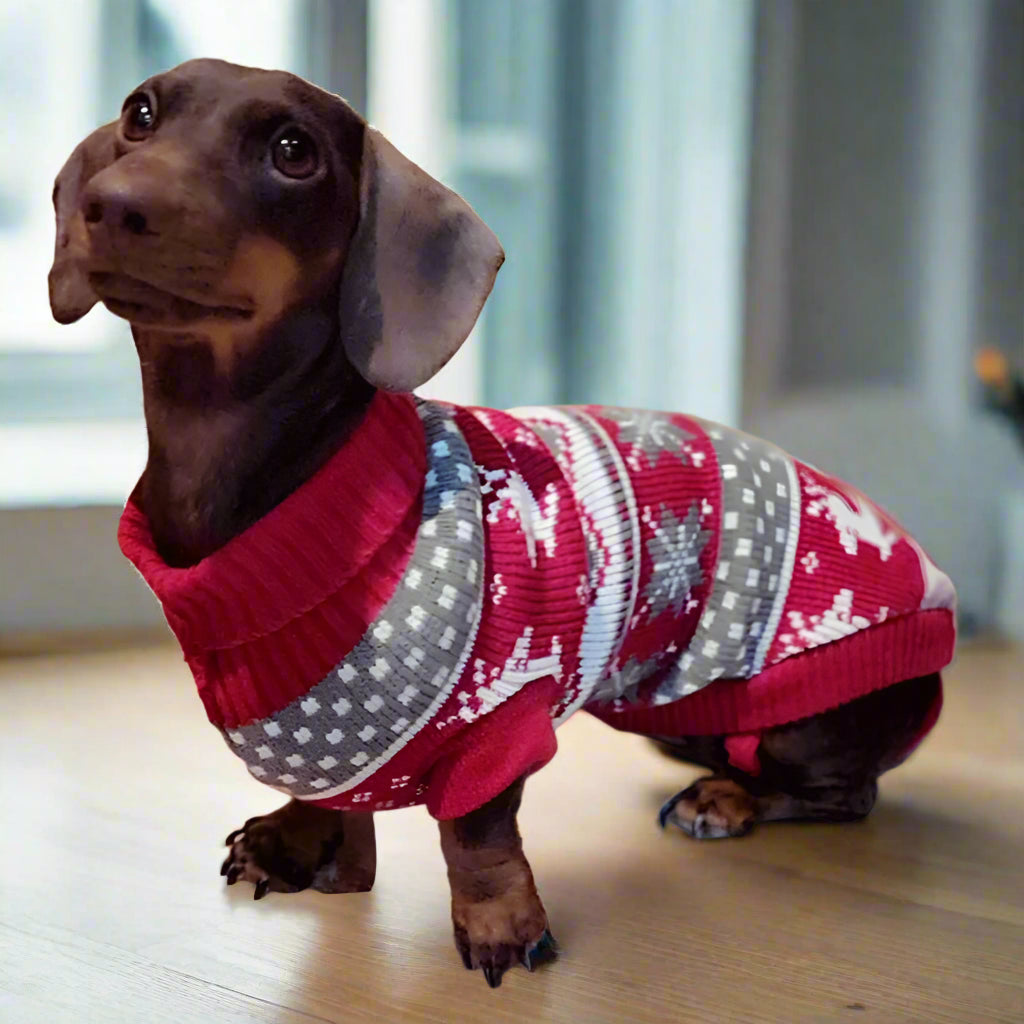 Warm Knit Dog Sweater for Dachshunds – Winter Jumper for Small Dogs